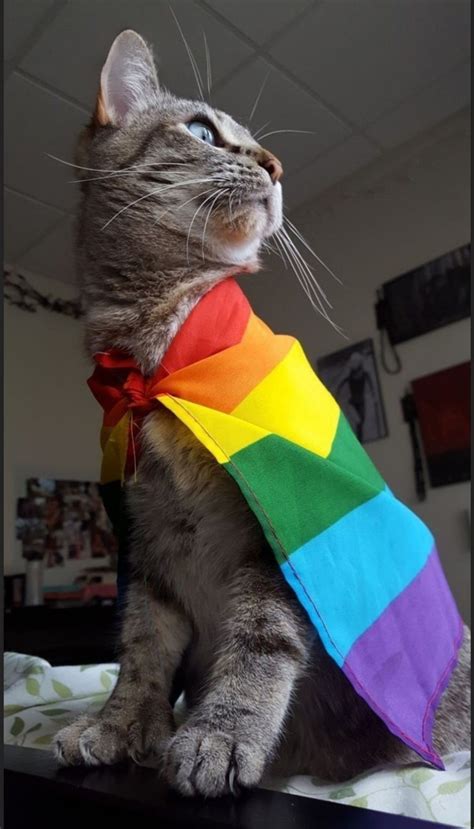 This Cat Is Gay And There's Nothing at Brian Mitchell blog