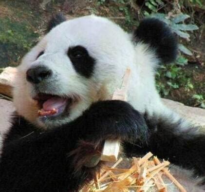 泰国大熊猫烂牙引被虐质疑 回应称体检健康 - 旅游资讯 - 看看旅游网 - 我想去旅游 | 旅游攻略 | 旅游计划