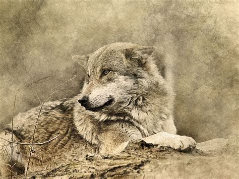Download wallpaper 1600x1200 wolf, art, predator standard 4:3 hd background