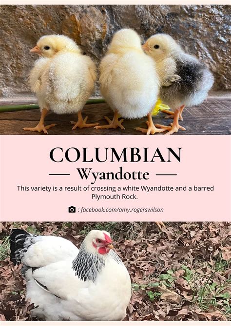 Columbian Wyandotte Chicken