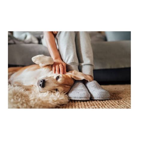 Pet Carpet Freshener Powder Odour Neutraliser Duzzit Shake & Fresh ...