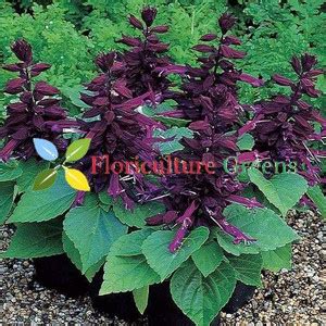 Dream mall SALVIA SEED Seed Price in India - Buy Dream mall SALVIA SEED ...