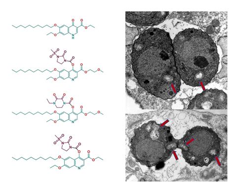 Comparative Assessment of the Activity of Decoquinate and Its Quinoline ...
