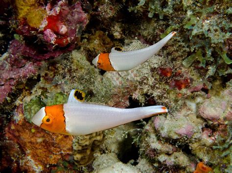 PALAU PACIFIC TOUR AND DIVE CENTER (2025) All You Need to Know BEFORE ...