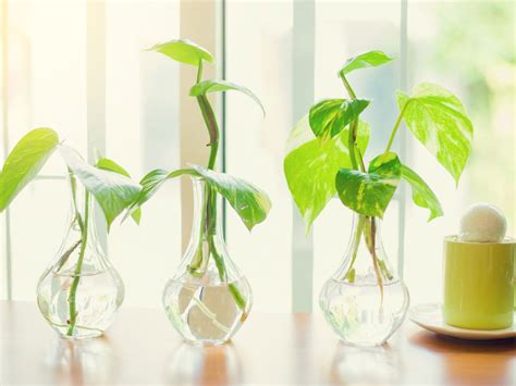 How To Propagate Pothos in Your Park For Beginners - Plant Project