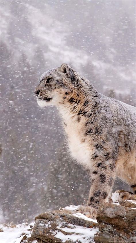 [100+] Snow Leopard Wallpapers | Wallpapers.com