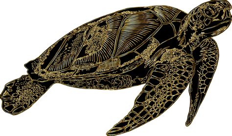 Image result for Turtle Graphics Art