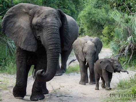 OUTDOOR AFRICA (2025) All You Need to Know BEFORE You Go (with Photos ...