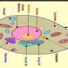 give the difference between Plant cell and Animal cell with the help of ...