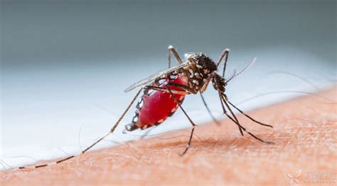 高清显微镜下，实拍蚊子是怎么样吸血的？_腾讯视频