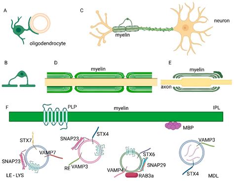 Oligodendrocytes Marker