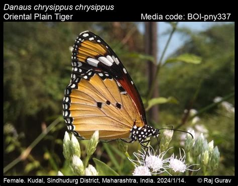 Danaus chrysippus chrysippus | Butterfly