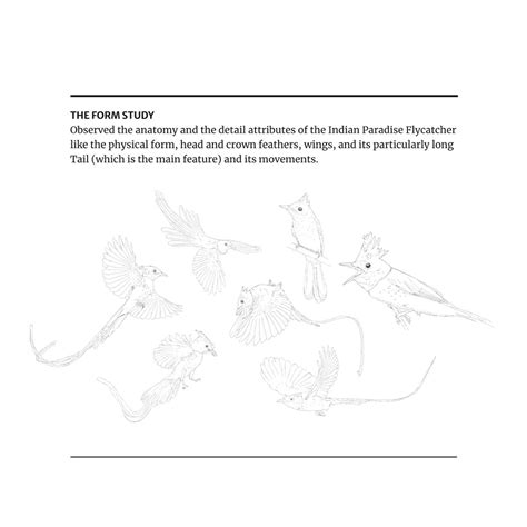 D'source Case Study - Slide Show | Indian Paradise Flycatcher | D ...