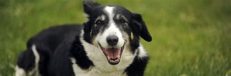 Beware of Ticks! - FOUR PAWS International - Animal Welfare Organisation