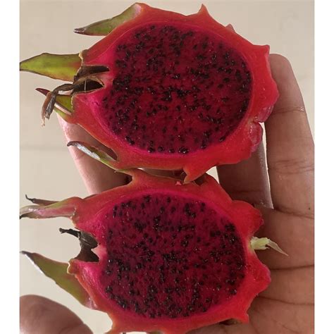 Pink Dragonfruit (set of 2 cuttings) | O' naturale