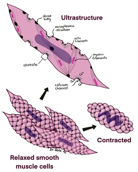 Trachea Microscope Slide Smooth Muscle