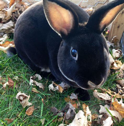 Black Mini Rex Rabbits