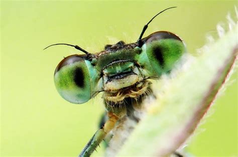 Image result for Extinct Insects