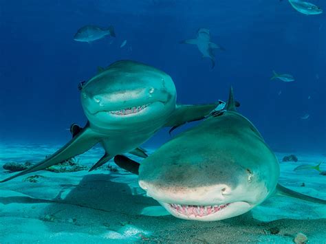 Lemon Shark Wallpaper at Jennifer Lyman blog