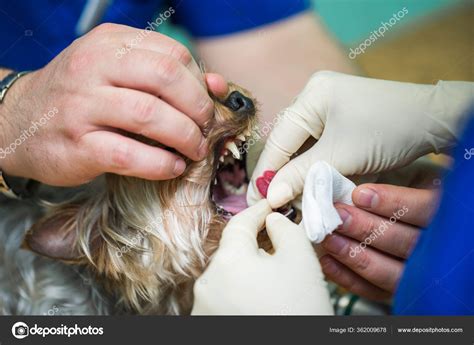 Anesthesia Airway Medicine Given Dog 的图像结果