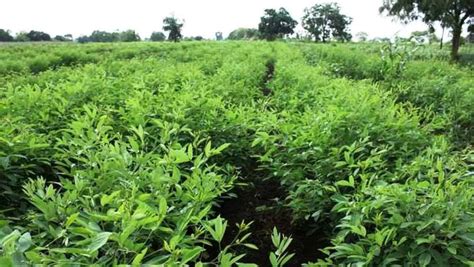 Arhar: Preparation of sowing field