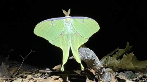 Mt. Cuba Center | Supporting Native Moths in Your Landscape - Mt. Cuba ...
