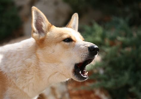 How to Stop Your Dog from Barking—Without Yelling | Reader