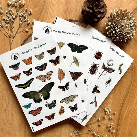 Vintage Bio-Specimen Clear Stickers – Local Nation