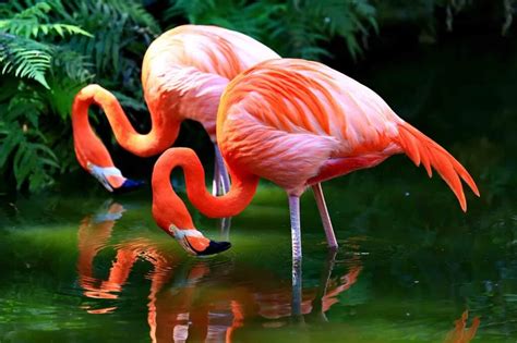 Image result for VBScript vs JavaScript