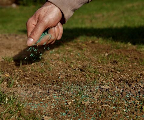 How to overseed a lawn: a guide to repairing damaged grass | Homes and ...