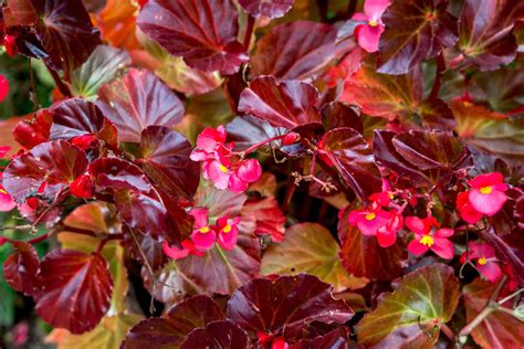 Begonia Zone 10 at Milla East blog