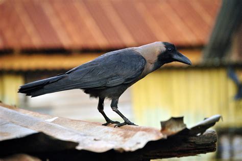 Free Images : wing, wildlife, beak, black, fauna, rook, vertebrate ...