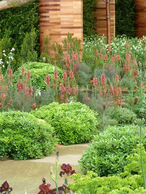 Pittosporum Wheeler's Dwarf, Pittosporum Tobria Plants For Planters ...