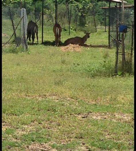 MINI ZOO (2026) All You Need to Know BEFORE You Go (with Photos ...