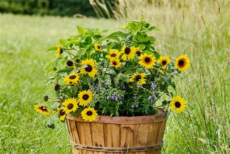 Sunflower Plants In Pots How To Grow Sunflowers In Containers