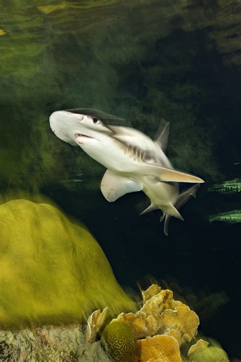 Megalodon Sightings National Geographic