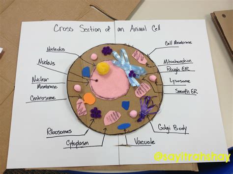 parts of a cell craft | Animal cell, Cells project, Animal cell project