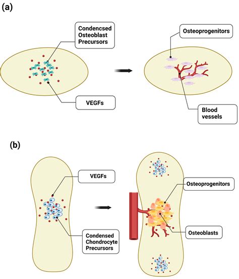 Skeletal-Vascular Interactions in Bone Development, Homeostasis, and ...