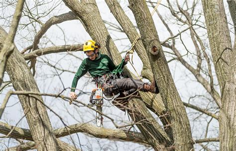 Davey Tree Service 的图像结果