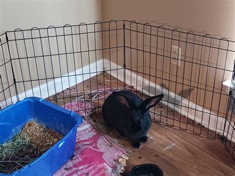 Flemish Giant Rabbit Cages For Sale at Bryan Riggs blog