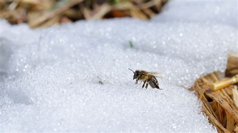 Bees Hibernation What Happens To Honeybees In The Winter? — Buddha