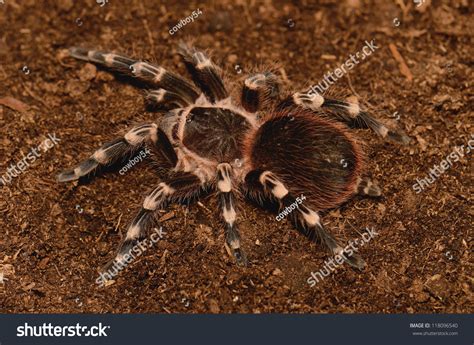 29 Brazilian giant white knee Images, Stock Photos & Vectors | Shutterstock