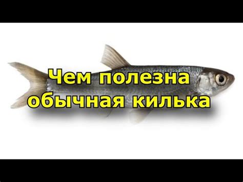 Чем полезна килька для взрослых, детей, беременных женщин и какие ...