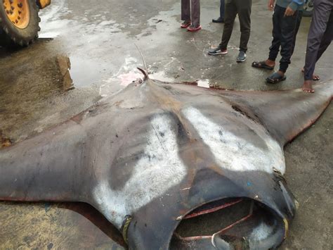 Karnataka fisherman catches two giant manta rays, weight 750 kg and 250 ...