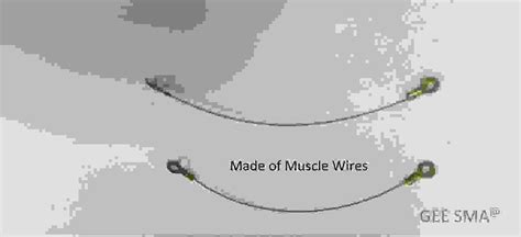 Image result for Muscle Wire in Robotics
