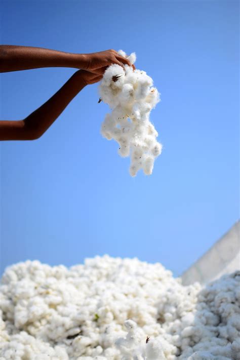 Organic cotton: what is it, and what does it mean for the planet ...