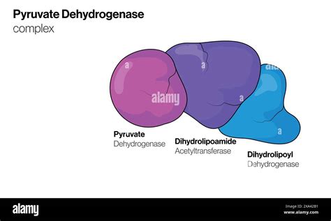 Pyruvate oxidation pathway Stock Vector Images - Alamy