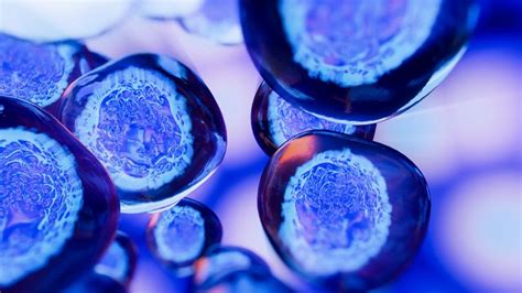 Image result for Cell Death Programed