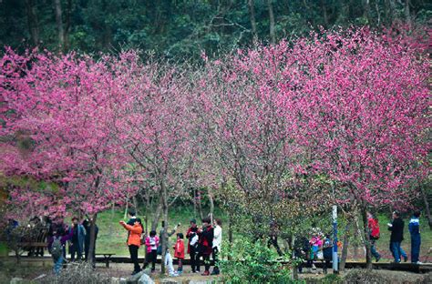 【光明网】踏青赏花 尽享春光