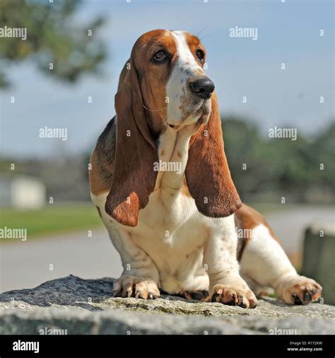 Are Hush Puppy Same As Basset Hound